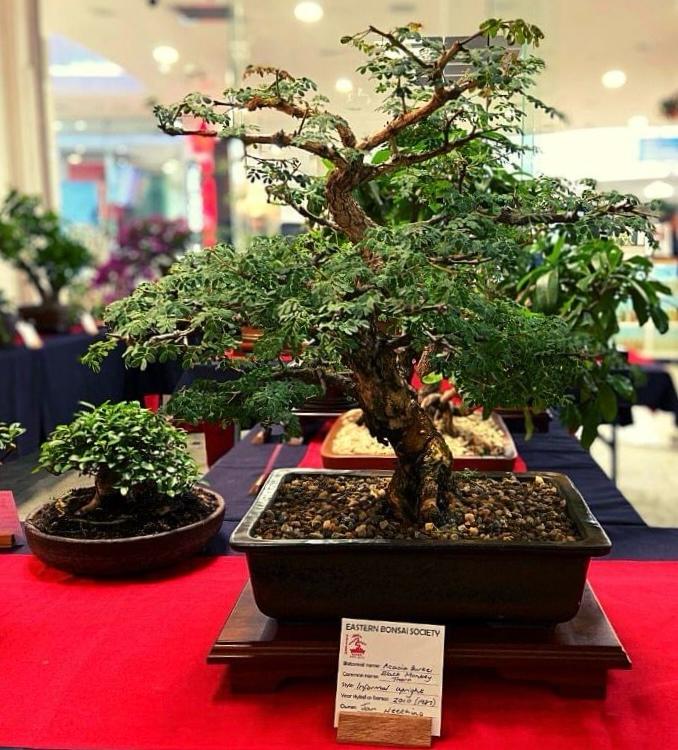 Step Into a Summer Oasis The Houghton Bonsai Succulent and Plant Show Blooms Back This November