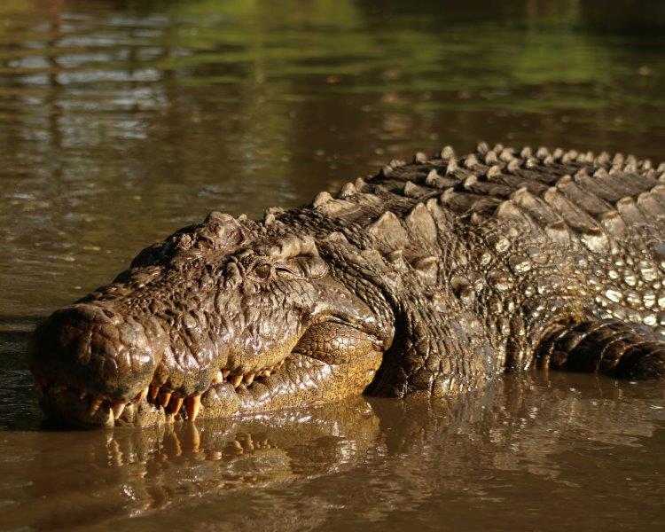 Friends of Henry can rest assured this crocodile is still rocking at Crocworld