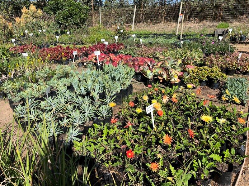 Renowned SA botanist Dr Elsa Pooley shares great spring and summer garden tips ahead of El Nino